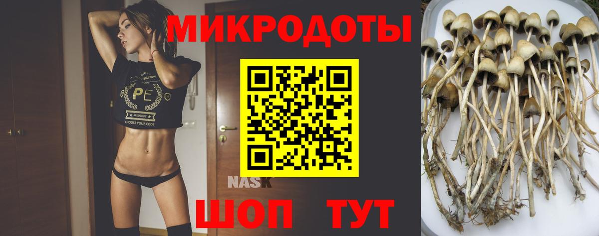 Галлюциногенные грибы Psilocybe Кирово-Чепецк